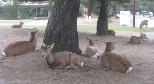 Free Tour Guides in Nara