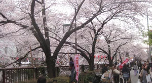 The best cherry blossom spots in Tokyo