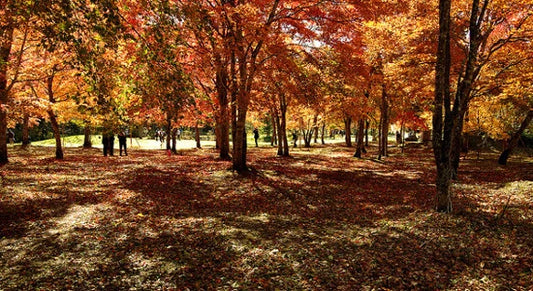 Top 5 Autumn Color Spots in Kyoto and Kansai