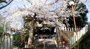 Top 10 Cherry Blossom Spots in Japan