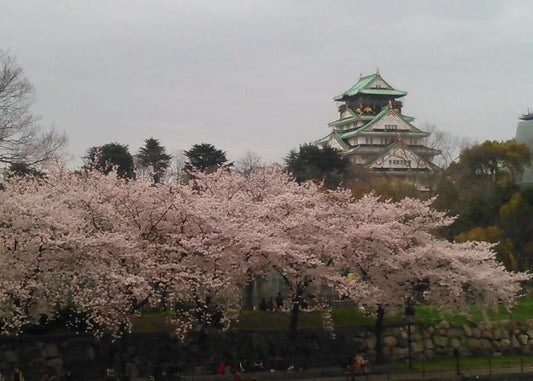 Best Cherry Blossom Spots in Osaka