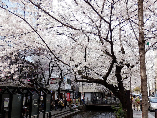 Top Cherry Blossom Spots in Kyoto