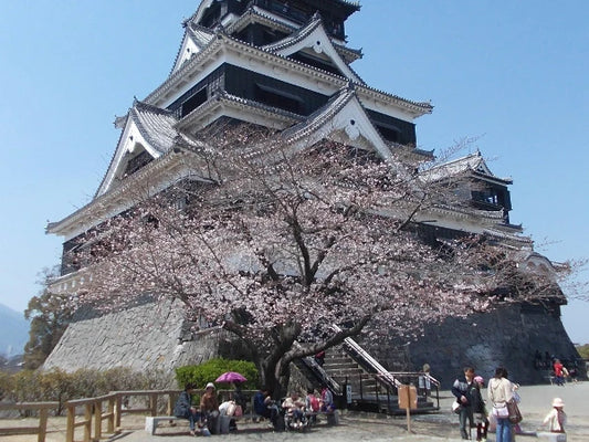 Top 5 Cherry Blossom Spots in Kyushu