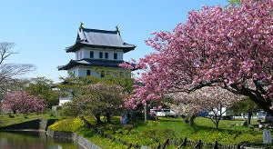 Cherry blossoms in Japan for budget travelers (Sakura)