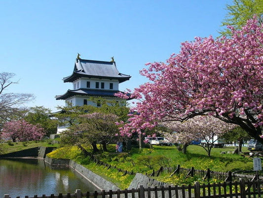 Top 5 Cherry Blossom Spots in Hokkaido