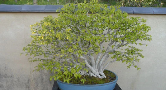 Brilliant Bonsai in Showa Kinen Park